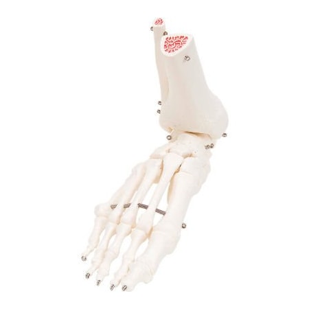 Fabrication Enterprises 3B Anatomical Model - Loose Bones, Foot Skeleton with Ankle, Right 12-4585R
